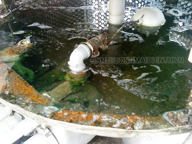 rong rêu tháp giải nhiệt
