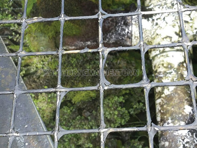 rong rêu tháp giải nhiệt